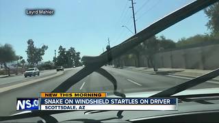 Snake on windshield in Scottsdale, Arizona