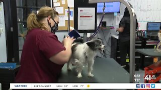Nonprofit teaches dog grooming