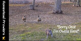 Homestead Cats Cautiously Navigate Geese Invasion