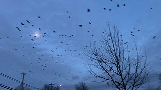 Huge Murder of Crows Swarming in Canada