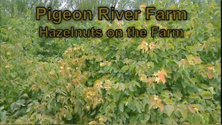 Hazelnuts on the Farm