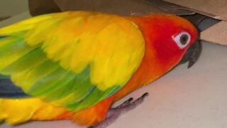 Super excited parrot dances and honks for groceries