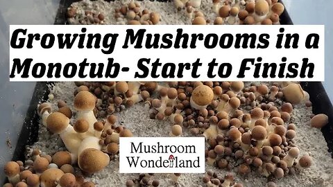 Growing Mushrooms in a Monotub- Start to Finish