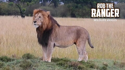 Marsh Lion Pride On A Rainy Day | Mara North Safari | Zebra Plains On Tour