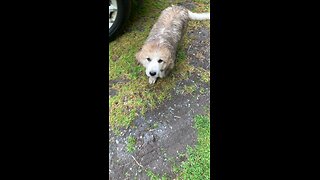 Puppies in the rain