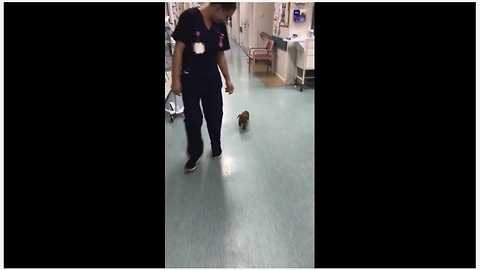 Happy Puppy Plays With Nurse At A Hospital And It So Funny To Watch
