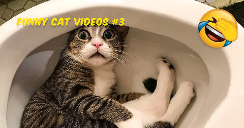 Funniest Animals😂 New Funny Cats and Dogs Videos