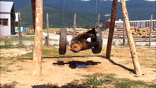 Clumsy Bear With Poor Balancing Skills Falls Off A Swing Set