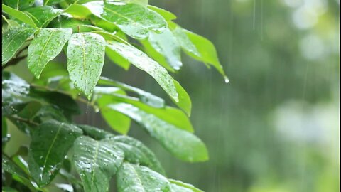 30 Minutes of Rain sounds for Sleep, Relaxation and De-stress