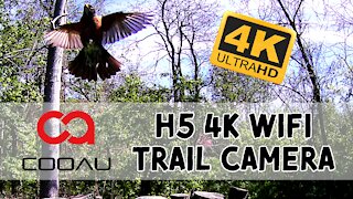 Cooau H5 4K WiFi Trail Camera - Full Review | Setup | Samples