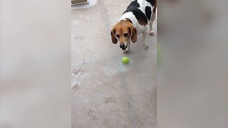 AWWW! | Beagle's Tennis Ball is Frozen to the Ground!