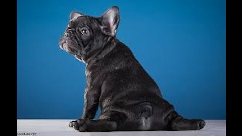 SUPER CUTE FRENCHIE argues with the puppy in the mirror