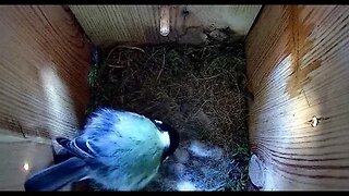 Great Tit adventure - Day 20 - Do we have second egg?