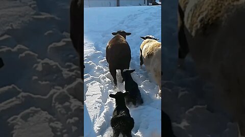 Katahdin Hair Sheep newborn lambs in there first deep snow