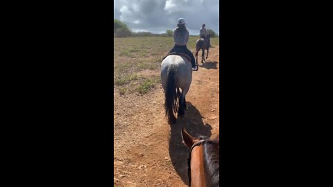 Horseback riding in Oahu