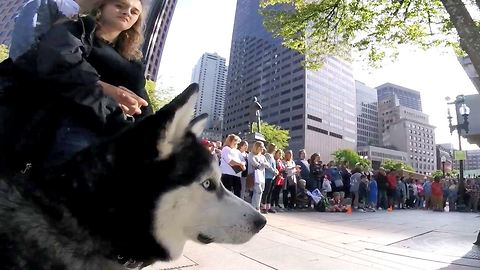 Siberian Husky Enjoys Crazy Street Performance Just Like Human