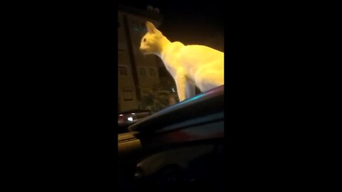 Cat loves riding on car roof.
