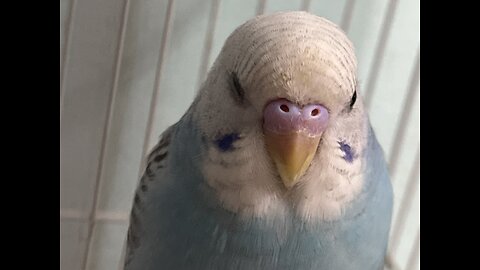 My bird