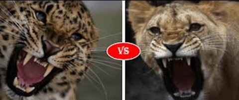 Battle for Survival Wild Animals Fighting ! Lion vs Leopard || Leopard Attack Fail