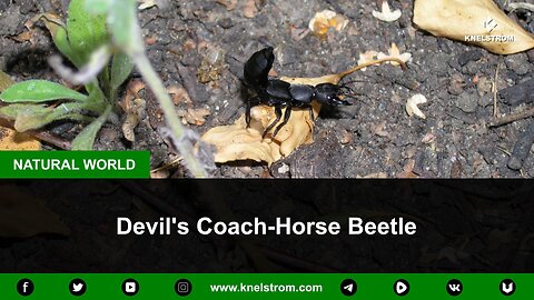 Devil's Coach-Horse Beetle