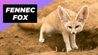 Fennec Fox 🦊 Meet The Smallest Fox In The World!