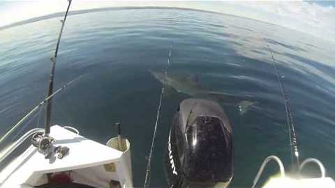 White Pointer Shark bites boat in Adelaide!