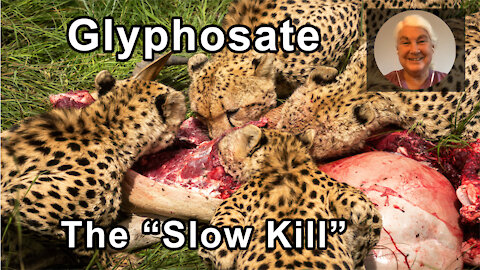 Glyphosate Is An Insidious And Cummulative "Slow Kill" - Stephanie Seneff, PhD