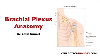 092 Brachial Plexus Anatomy