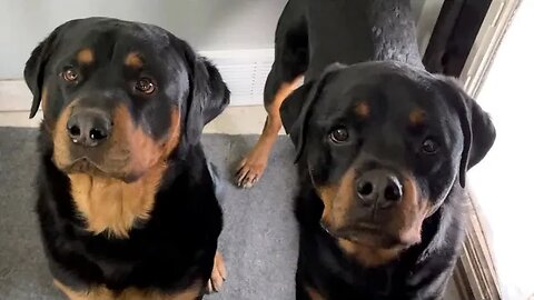 Pretending To Starve My Rottweilers