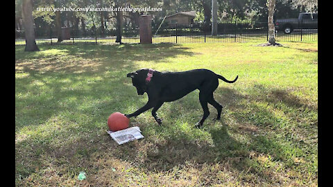 Playful Great Danes Prefer Jolly Ball Fun To Newspaper Delivery
