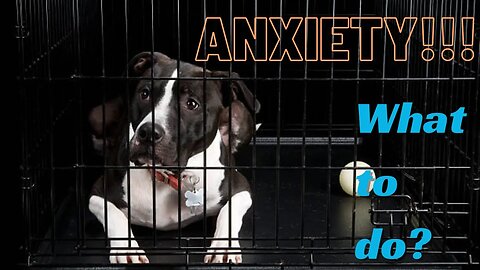 High Anxiety Dog Crates