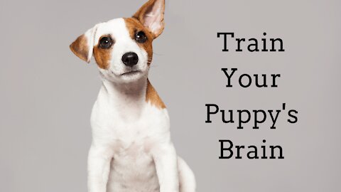 The Cute Puppy's Training Begins With the Brain - Train Your Dog's Intelligence