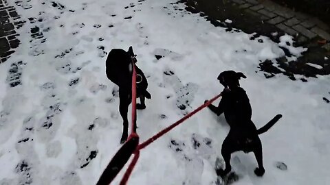 Snow and Black Fell terriers. Patterdale hunting dogs in Netherlands. Nederlandse honden en sneeuw