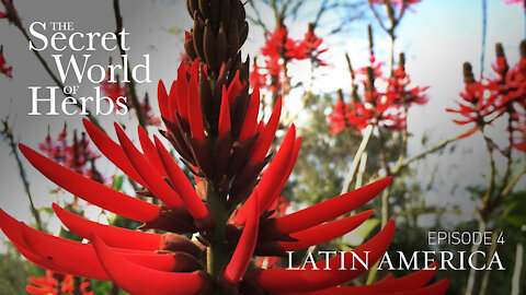 The Secret World of Herbs: In Latin America (Episode 4) | Epoch Cinema