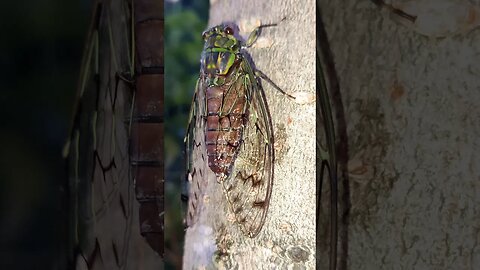 Finally I've found the musician behind the music#shorts #cricket#insects