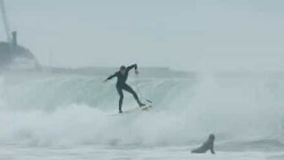 Rogue wave causes surfer to fall badly