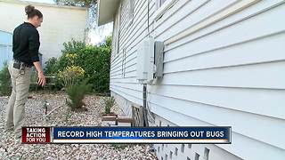 Record warm temps causing an increase in bugs and pests in Tampa Bay