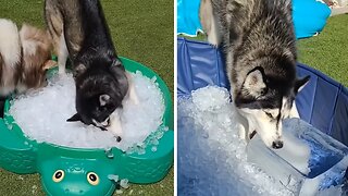 Playful Husky Gets Totally Excited About Pool Filled With Ice