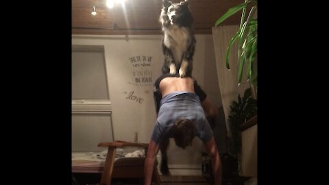 Goofy Australian Shepherd and his owner try out stupid tricks