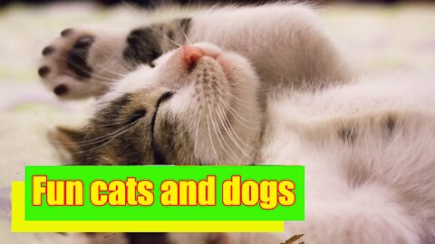 Uncontrolled fun-loving cats and dogs