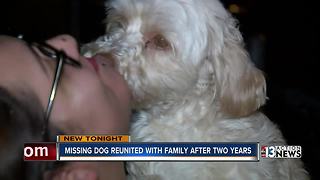 North Las Vegas dog reunited with owners two years later