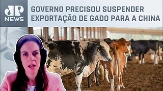 Veterinária explica efeitos e riscos causados pela “Vaca Louca”