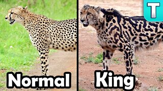 Ultra-Rare King Cheetah