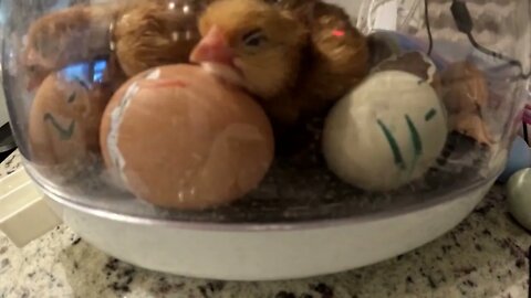 Chicks hatching and heading into brooder