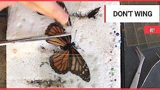 Zoo volunteer gives a deformed butterfly a wing transplant to help it fly again