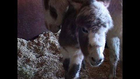 Happy Ending for Starving Horses