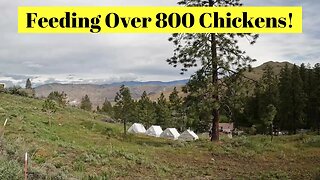 Feeding Over 800 Chickens!