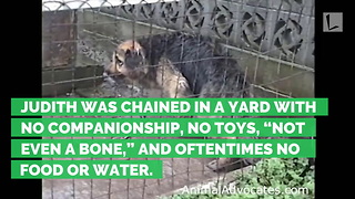 Dog Chained for 10 Years Found Lying in Frozen Mud, Owners Offered $50 to Put Her Down