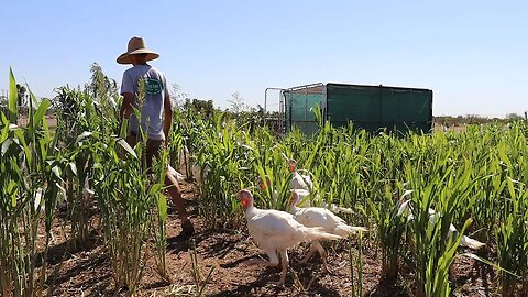 Pasture Raised Poultry in the Desert | Turkey & Chicken