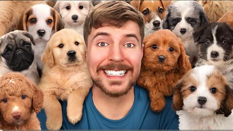 Mr Beast, I Rescued 100 Abandoned Dogs!